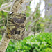 WiFi Trail Hunting Camera Outdoor 20MP 1080P Game Wildlife Cam PIR Night Vision - Battery Mate